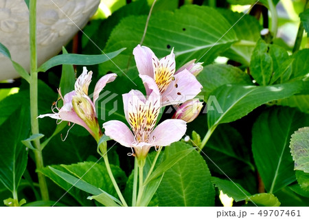 三鷹中原に咲くピンクのアルストロメリア 49707461