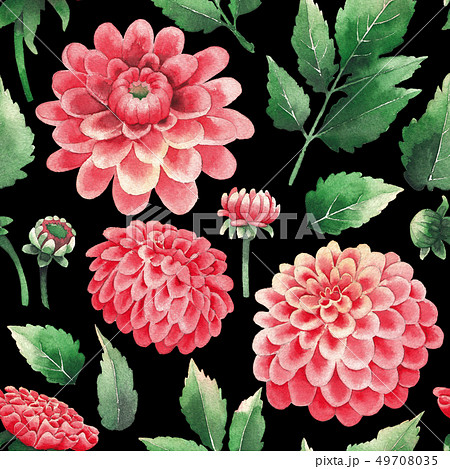 Watercolor pattern of dahlia flowers and leaves 49708035