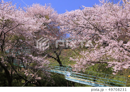 桜の森の中を走る滑り台 49708231