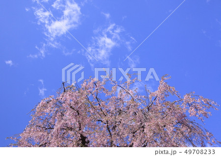 空に舞う半円状の桜 49708233