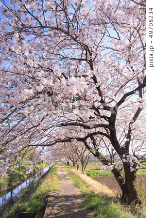 桜が満開となった小川の散歩道 49708234