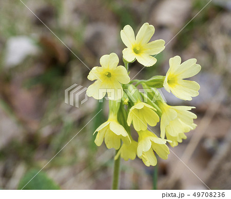 close up yellow primrose Primula vulgaris flowers in grass, spring floral background, selective close up yellow primrose Primula vulgaris flowers in grass, spring floral background, selective 49708236