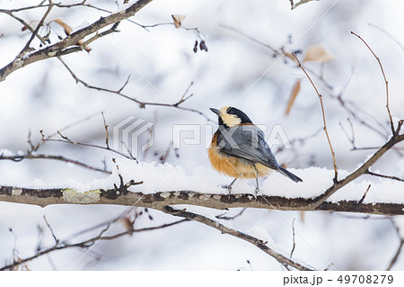 ヤマガラ 49708279