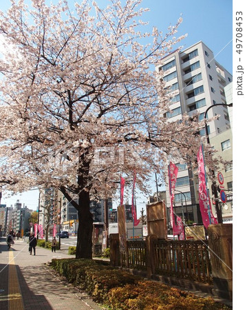 駒込駅近辺・桜の季節 駒込駅近辺・桜の季節 49708453