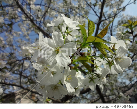 大島桜　青空　サクラ　花 49708468