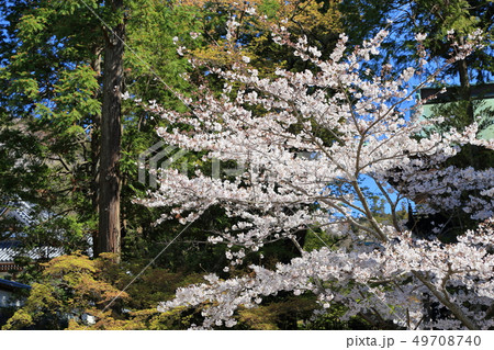 令和の桜 鎌倉の桜 円覚寺 令和の桜 鎌倉の桜 円覚寺 49708740