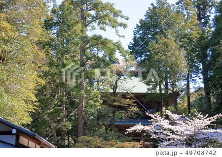 令和の桜 鎌倉の桜 円覚寺 令和の桜 鎌倉の桜 円覚寺 49708742
