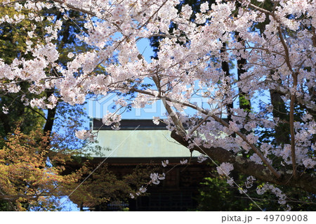 令和の桜 鎌倉の桜 円覚寺 令和の桜 鎌倉の桜 円覚寺 49709008
