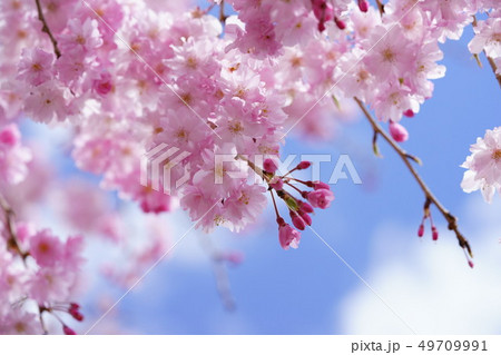 温かな春・枝垂れ桜輝く1 温かな春・枝垂れ桜輝く1 49709991