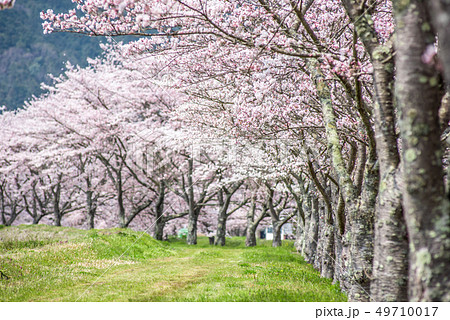 兵庫県　丹波市　柏原の桜並木 49710017