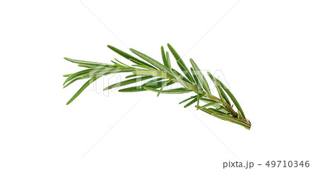 Fresh green sprigs of rosemary isolated on a white 49710346