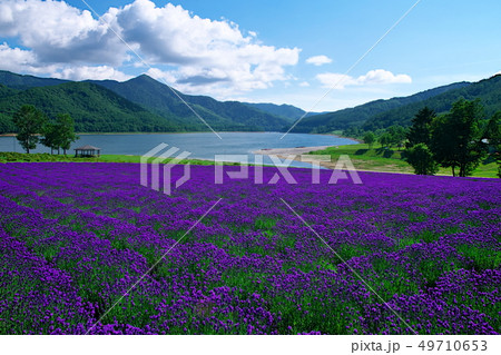 南富良野 金山湖ラベンダー園 49710653