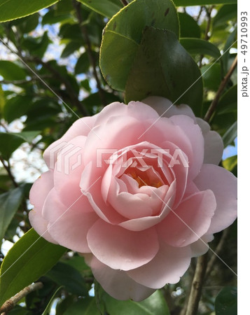 椿系の花 49710993