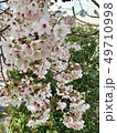 散りかけた桜 49710998