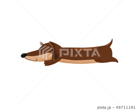 Sleeping cute dachshund on white background. Doggy lifestyle. 49711191