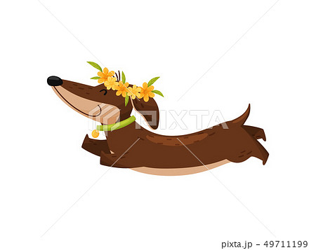 Happy dachshund in flower wreath on white background. 49711199