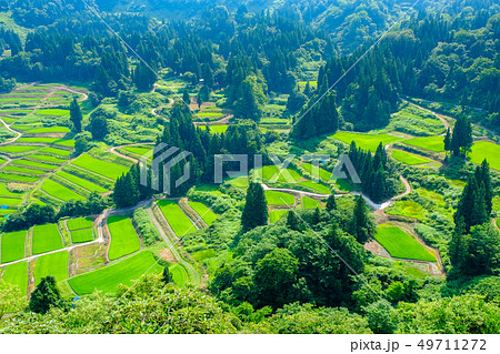 慶地の棚田 （７月） 49711272