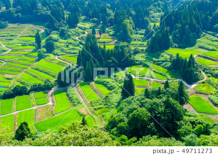 慶地の棚田 (7月) 慶地の棚田 (7月) 49711273