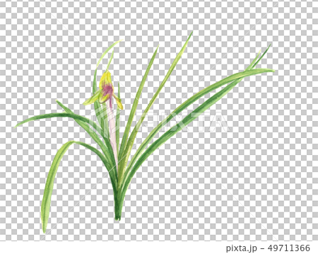 順蘭春蘭【手繪水彩】花朵白底透明背景複製空間 49711366