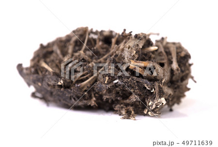Bird of prey (Owl), dropping, mouse skull and Bird of prey (Owl), dropping, mouse skull and 49711639