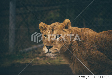 ライオン 動物園 サファリパーク ライオン 動物園 サファリパーク 49711707