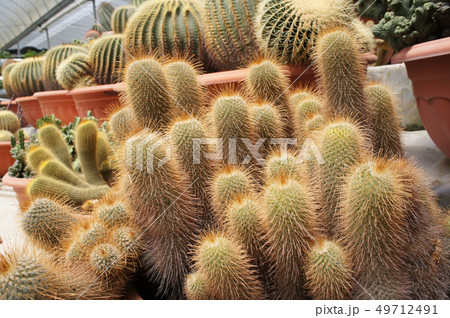 colourful cactus planted in small plastic pots 49712491