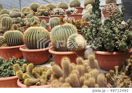 colourful cactus planted in small plastic pots 49712492