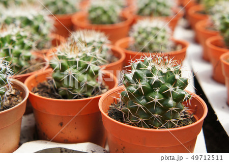 colourful cactus planted in small plastic pots colourful cactus planted in small plastic pots 49712511