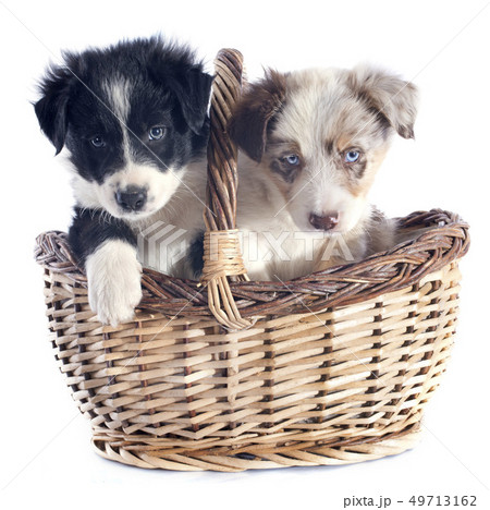 puppies border collie puppies border collie 49713162