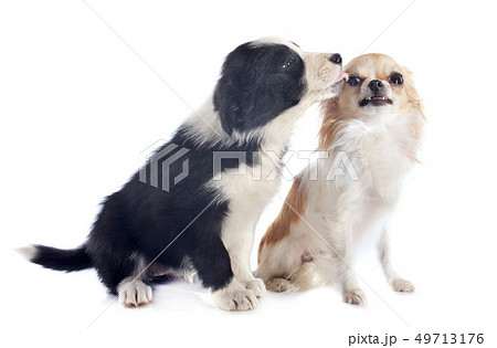 puppy border collie and angry chihuahua 49713176