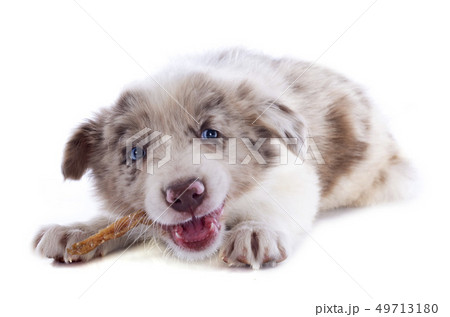eating puppy border collie eating puppy border collie 49713180
