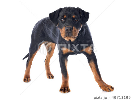 rottweiler 49713199