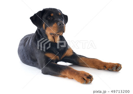 rottweiler rottweiler 49713200