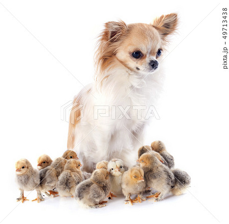 young chicks young chicks 49713438