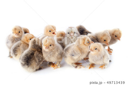young chicks young chicks 49713439