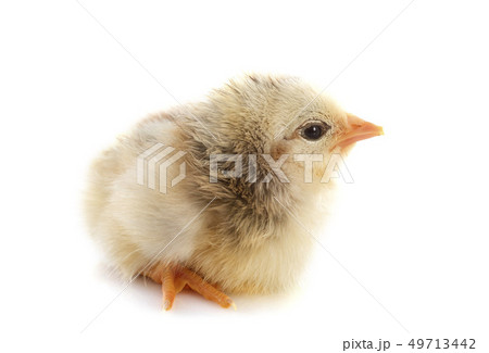 young chick young chick 49713442