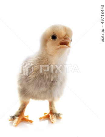 young chick young chick 49713443