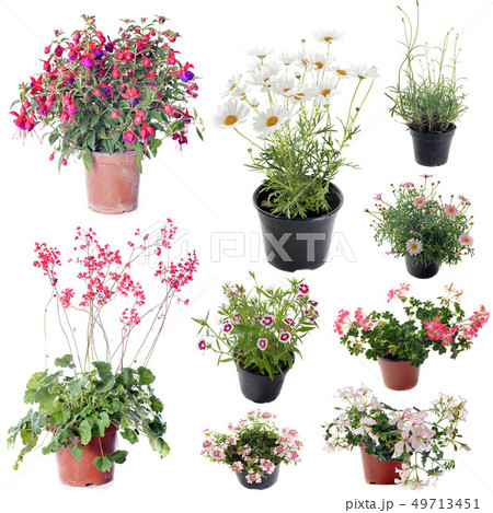 flower plants in pot flower plants in pot 49713451