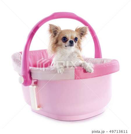 chihuahua in cosy chihuahua in cosy 49713611
