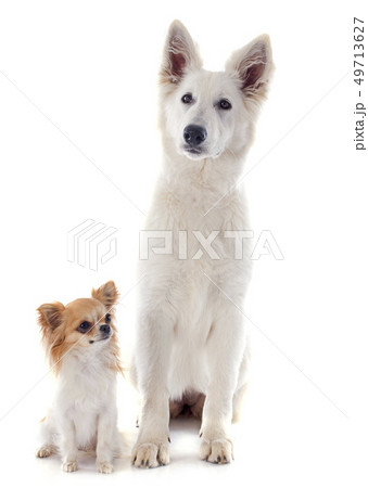 Swiss shepherd and chihuahua Swiss shepherd and chihuahua 49713627