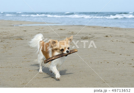 chihuahua on the beach 49713652