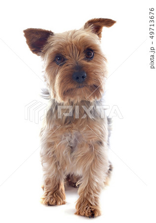 yorkshire terrier 49713676