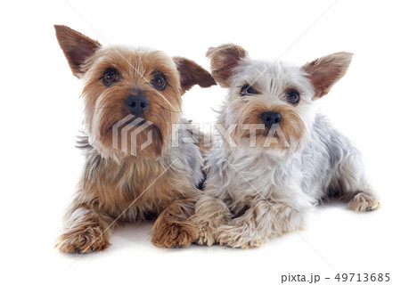 yorkshire terriers yorkshire terriers 49713685