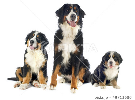 bernese moutain dogs bernese moutain dogs 49713686