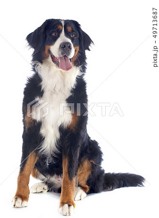 puppy bernese moutain dog 49713687