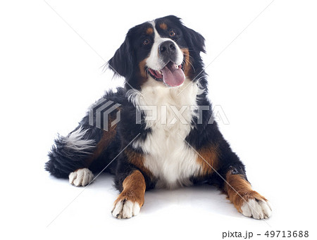 bernese moutain dog 49713688