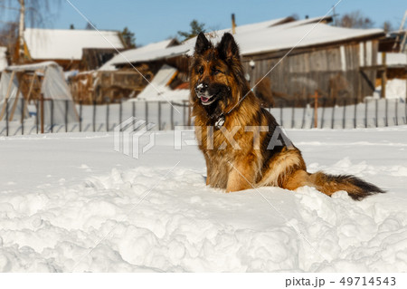 german shepherd dog 49714543