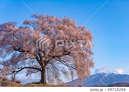 わに塚の桜と八ヶ岳 49716266