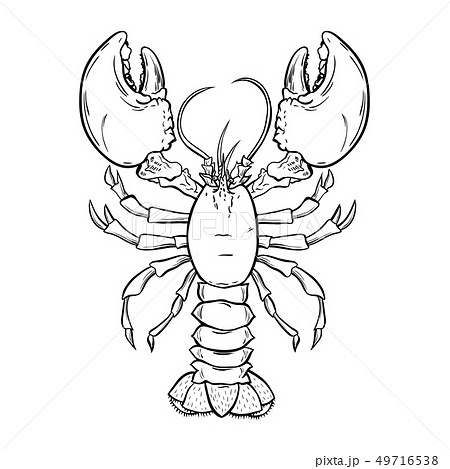 Crayfish, lobster hand drawn contour Illustration Crayfish, lobster hand drawn contour Illustration 49716538