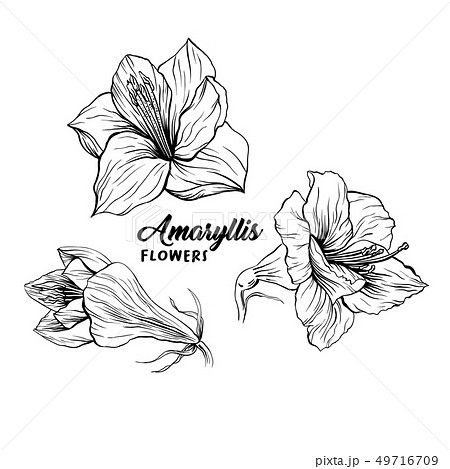 Amaryllis Flower Hand Drawn Illustrationのイラスト素材